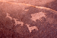Bighorn-petroglyph, Damian Fagan